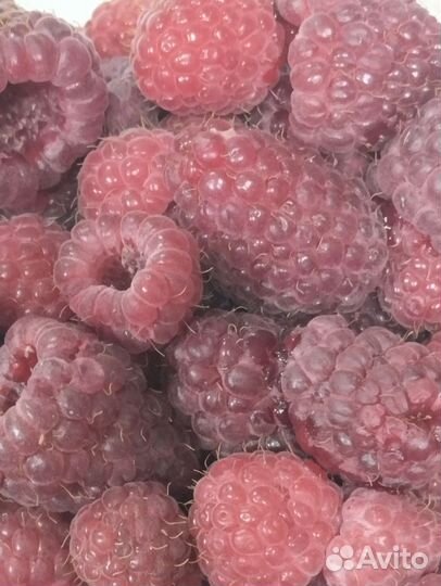 Саженцы малины ремонтантной