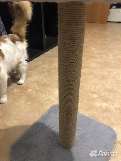 Когтеточка для кошек новая