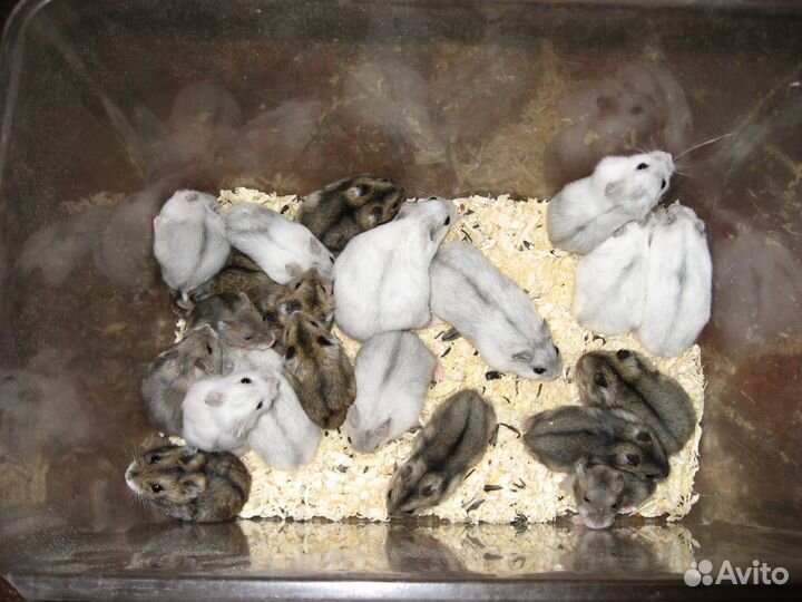 Хомяки сирийские,джунгарики