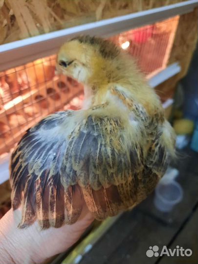 Инкубационное яйцо