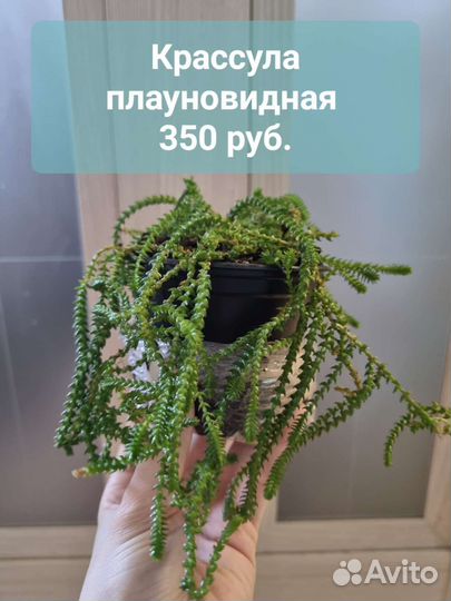 Крассула плауновидная