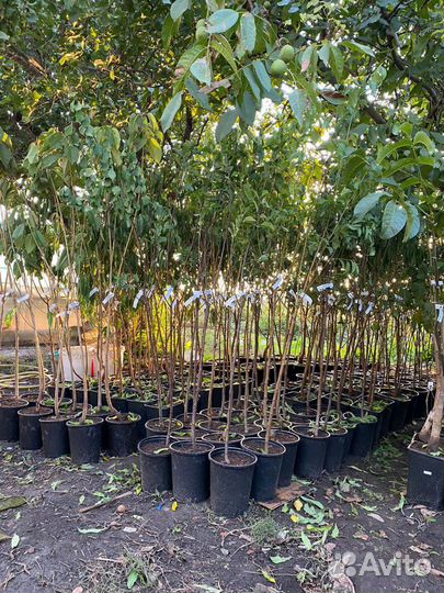 Плодовые деревья в контейнерах круглый год