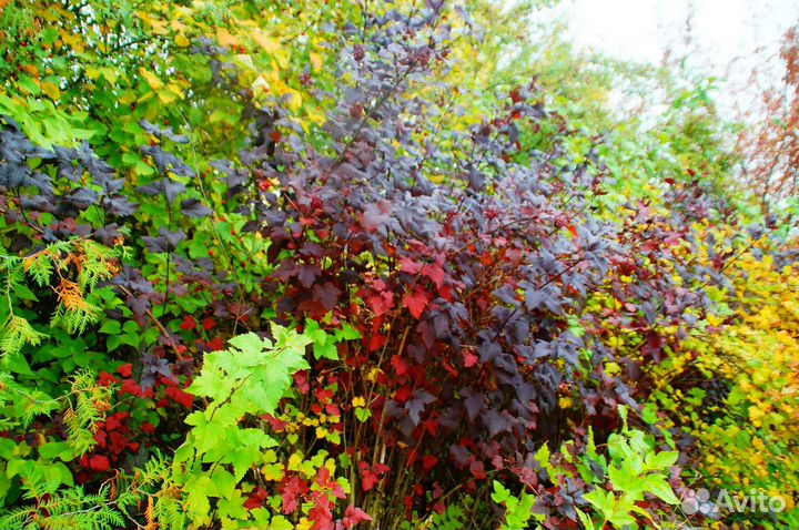 Пузыреплодник крупномеры