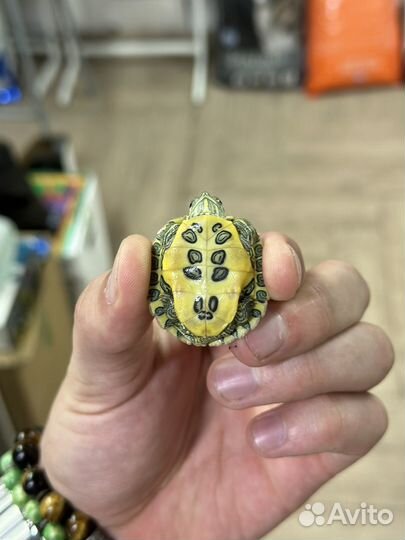 Красноухая черепаха маленькая