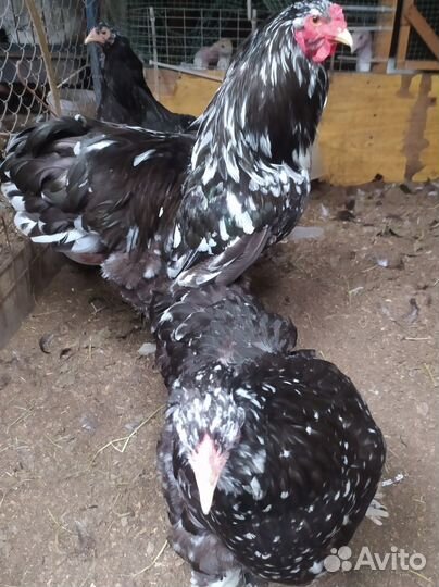 Брама, кохинхин мрамор