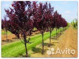 Слива Писсарди саженцы