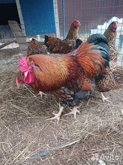 Семья кур Виандот