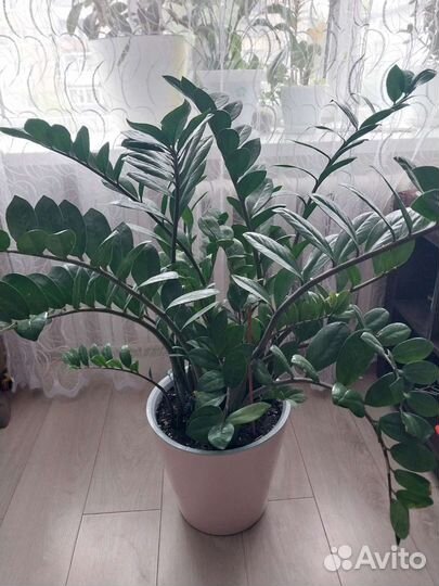 Замиокулькас. Денежное дерево