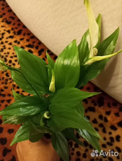 Спатифиллум Шопен