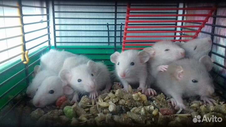 Крысята Дамбо. Крысы Белые Питомник
