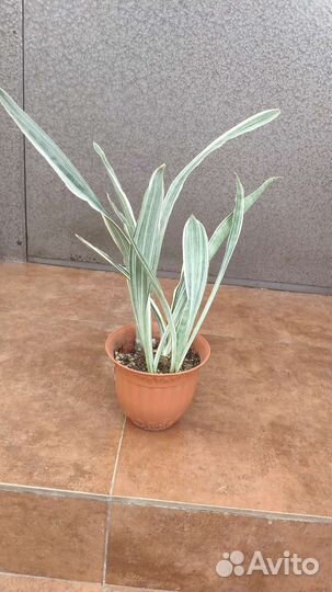 Сансевиерия Металлик