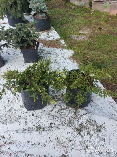 Продам можжевельник Голдшатц