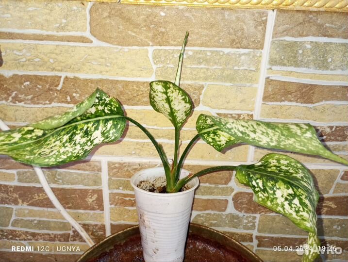 Комнатные растения цветы