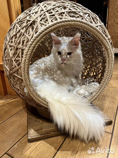 Домик для кошки новый