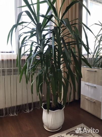 Пальма юкка