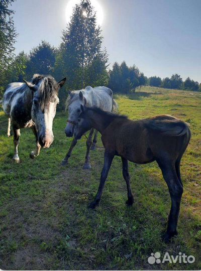 Продам семью лошадей