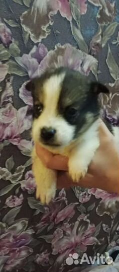 Отдам даром Мама хаски папа неизвестный