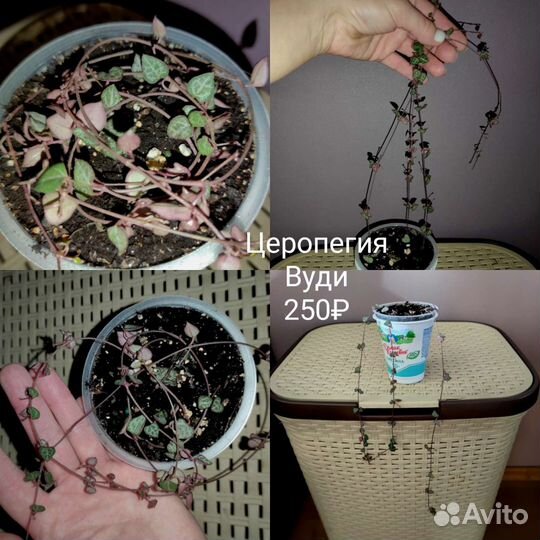 Шефлера, церопегия, бегония, зебрина