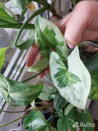 Комнатные цветы