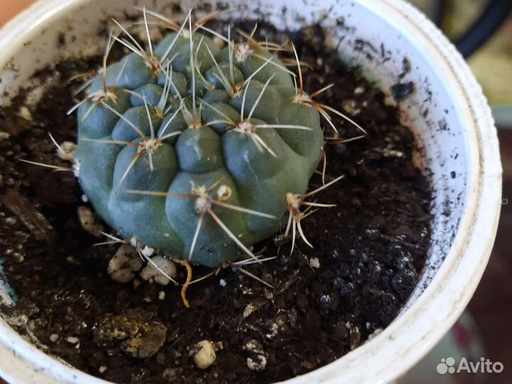 Кактус цветущий гимнокалициум Бальда