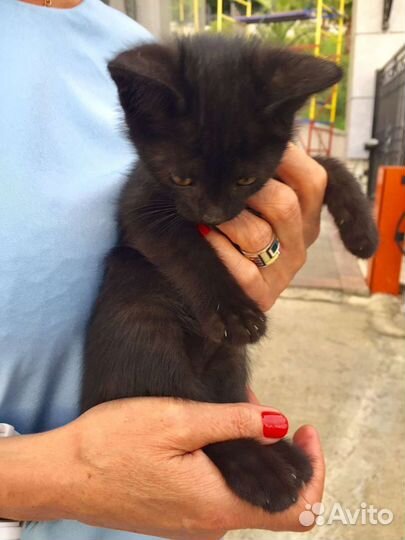 Кошки бесплатно