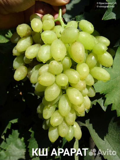 Саженцы винограда