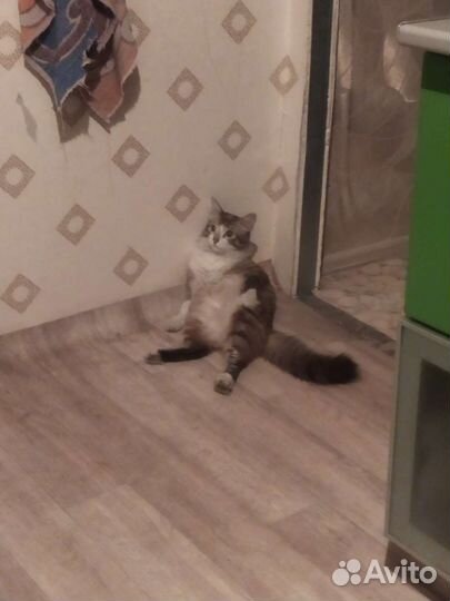 Потерялся кот