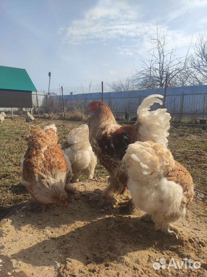 Брама, павловские, амерауканы