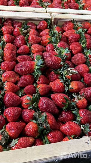 Клубника Греция