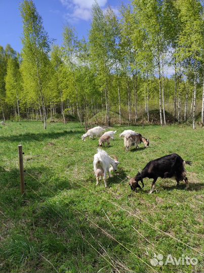 Сгущёнка домашняя из козьего молока