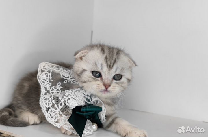 Шотландская вислоухая шиншилла