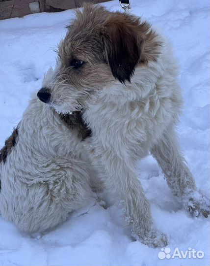 Метис парсон-рассел терьера, девочка, ищет семью
