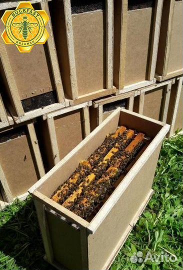 Пчелопакеты