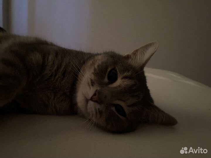 Передержка животных