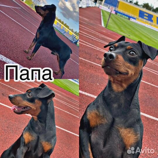 Цвергпинчер