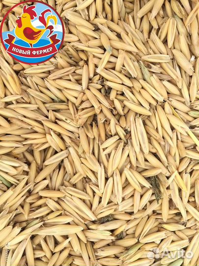 Овес фуражный