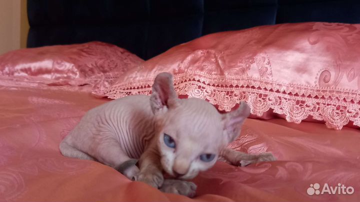 Котята сфинкс эльф