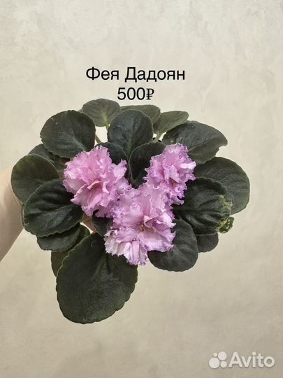 Сортовые фиалки