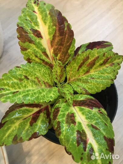 Колеусы сортовые