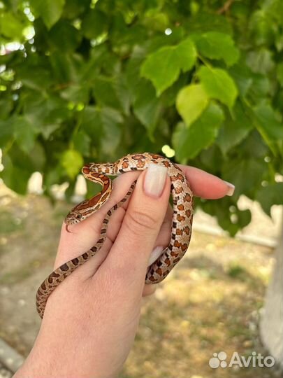 Моисовый полоз