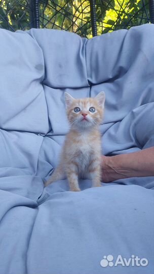 Рыжий котенок