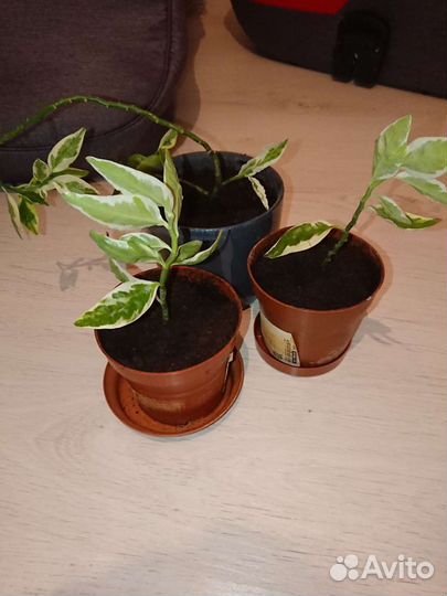 Комнатные цветы