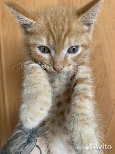 Котята отдам даром