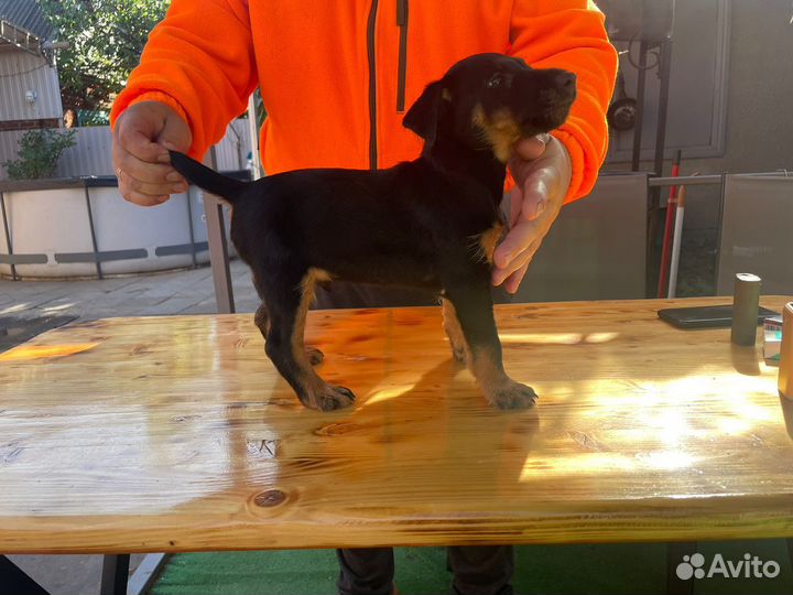 Щенки Ягдтерьера