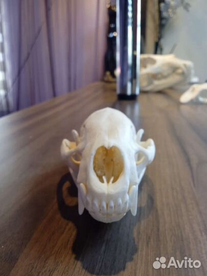 Череп барсука. имитатция