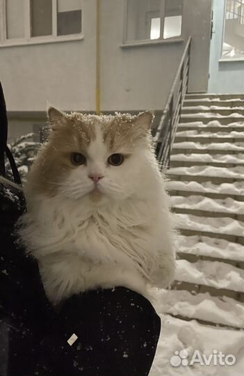 Кот на вязку