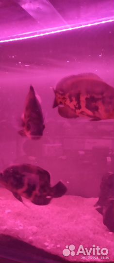 Астронотусы