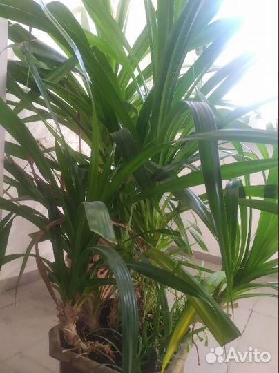 Пальма Панданус