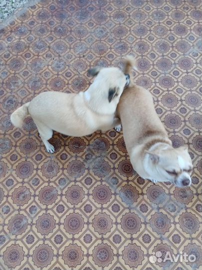 Чихуахуа девочки