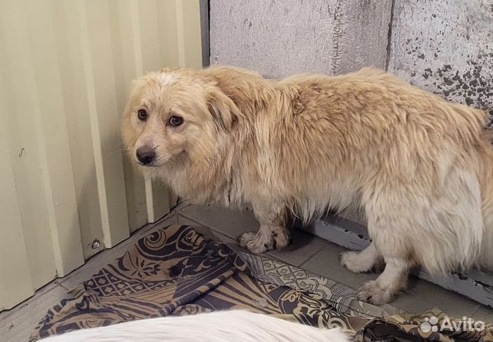 Тимоша ищет дом